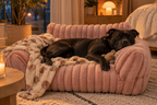 The CloudNest™ Pet Bed